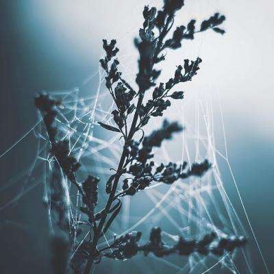 kok全站app官网登录入口